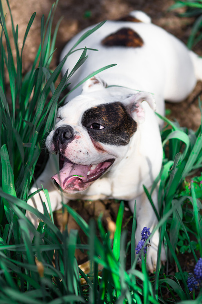 boldog angol bulldog - Fotó, kép