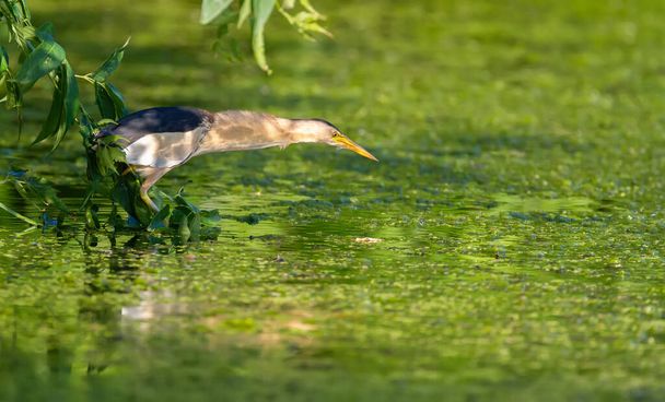 Pequeño amargado, Ixobrychus minutus. Un macho adulto se sienta en una rama por encima de un estanque, extiende su cuello y mira de cerca en el agua, esperando a un pez - Foto, imagen