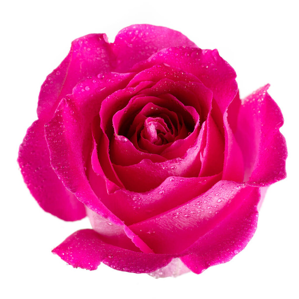 Όμορφο ροζ τριαντάφυλλο απομονωμένο σε λευκό φόντο. - Φωτογραφία, εικόνα