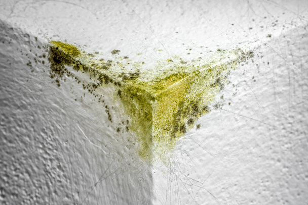 Odanın iç tarafındaki duvarın köşesinde yeşil küf. - Fotoğraf, Görsel