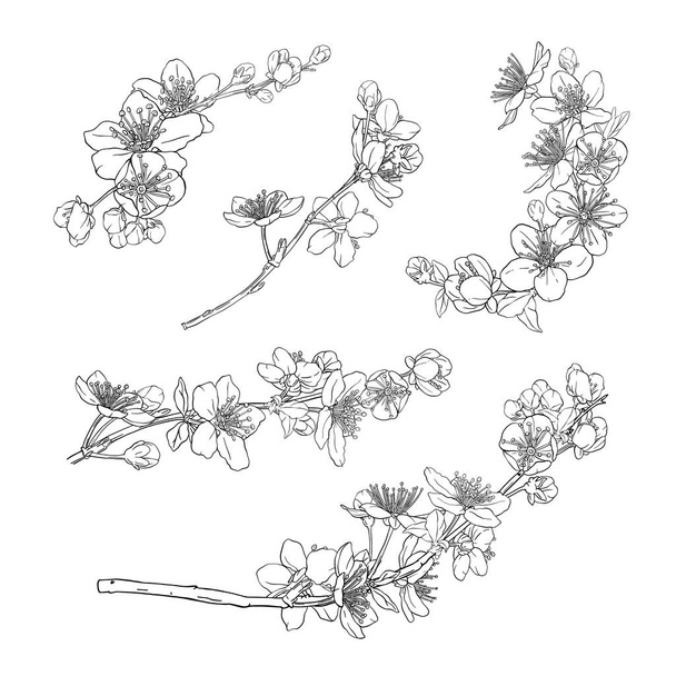 Collection of hand drawn wreaths, branches with cherry blossoms. - Vector, imagen