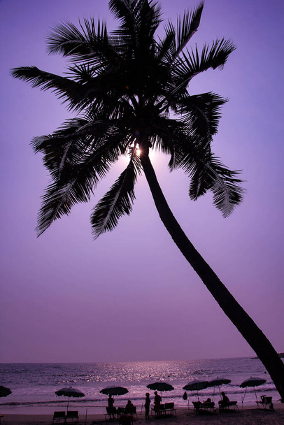 Spiaggia e noce di cocco appendere palme - Foto, immagini