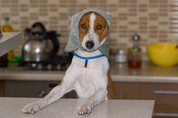 Resourceful basenji dog dressed up like a mistress female wearing kerchief reached to table for to find anything tasty - Fotoğraf, Görsel