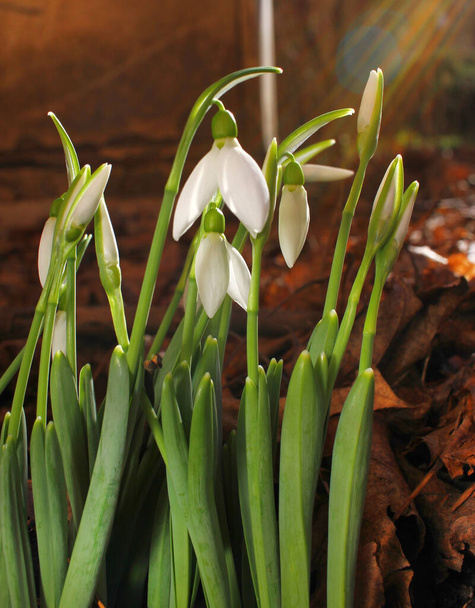 Gotas de nieve o Galanthus nivalis a la luz del sol. Patrón de flores primavera gota de nieve. - Foto, imagen