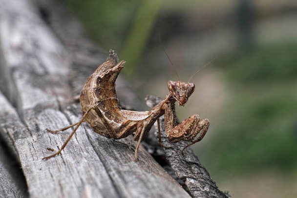 espécimen joven de mantis religiosa marrón - Foto, Imagen