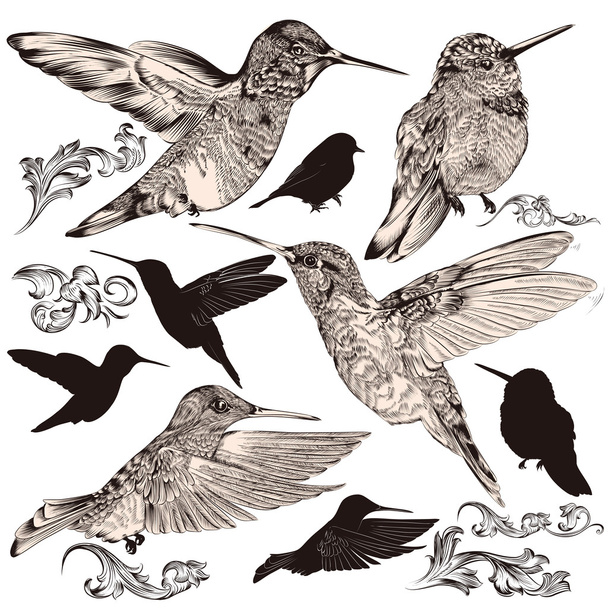 Collection of vector high detailed humming birds - Vektör, Görsel