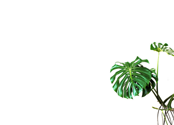 Fond horizontal blanc avec feuilles de plantes de monstère vertes sur le côté droit, maquette naturelle, espace pour le texte et le design  - Photo, image
