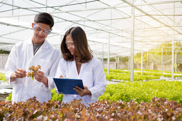 Hydroponics, deux scientifiques asiatiques, a testé les normes et recueilli des données chimiques sur les légumes biologiques cultivés en utilisant hydroponique dans la pépinière. - Photo, image