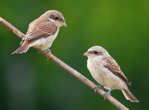 Rotrückenwürger, Lanius collurio. Zwei junge Vögel sitzen auf einem Ast auf einem schönen grünen Hintergrund - Foto, Bild