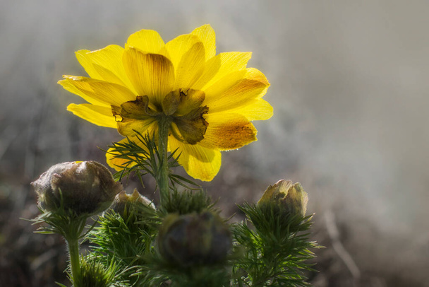 A large yellow adonis flower blooms in the steppe. Early flowering plants. - Photo, Image