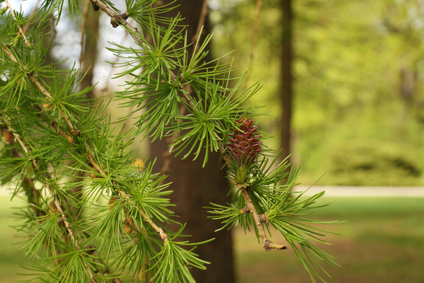 Novas agulhas aparecem nos ramos do lariço. Primavera no parque. - Foto, Imagem