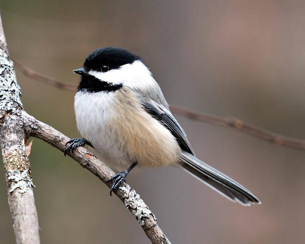 Chickadee close-up profile view on a tree branch with a blur background in its environment and habitat, displaying grey feather plumage wings and tail, black cap head. Image. Picture. Portrait. Chickadee Stock Photos. - Фото, изображение