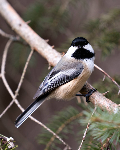 Chickadee close-up profile view on a tree branch with a blur background in its environment and habitat, displaying grey feather plumage wings and tail, black cap head. Image. Picture. Portrait. Chickadee Stock Photos.  - Photo, image