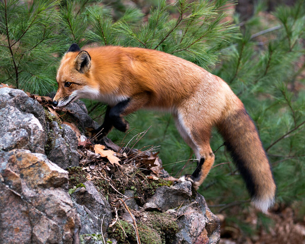 Red fox close-up profile view standing on a big moss rock with a pine tree background in its environment and habitat displaying fox tail, bushy tail, fox fur. Fox Image. Picture. Portrait. Fox Stock Photo. - Photo, Image