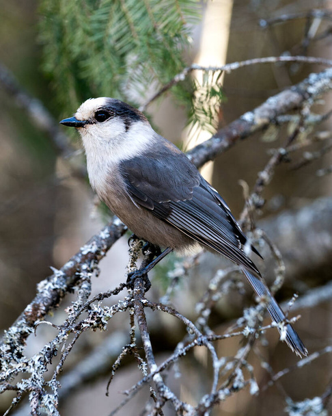 Grey Jay close-up profile view on a birch branch with a blur background in its environment and habitat displaying grey feather plumage wings and tail. - Fotó, kép