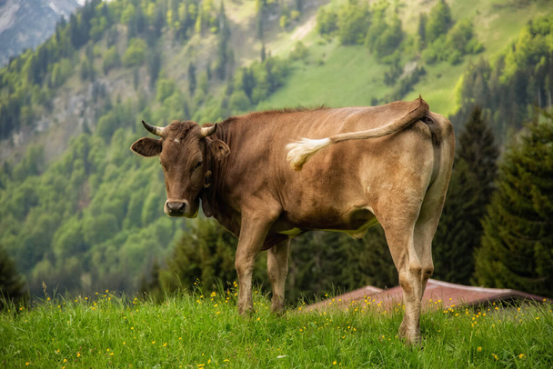 Brown cows graze in a meadow, forest in the background - Foto, imagen