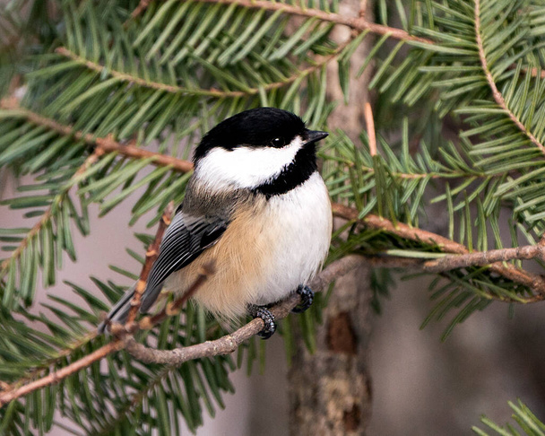 Chickadee close-up profile view on a fir tree branch with a blur background in its environment and habitat, displaying grey feather plumage wings and tail, black cap head. Image. Picture. Portrait. Chickadee Stock Photos. - Fotó, kép