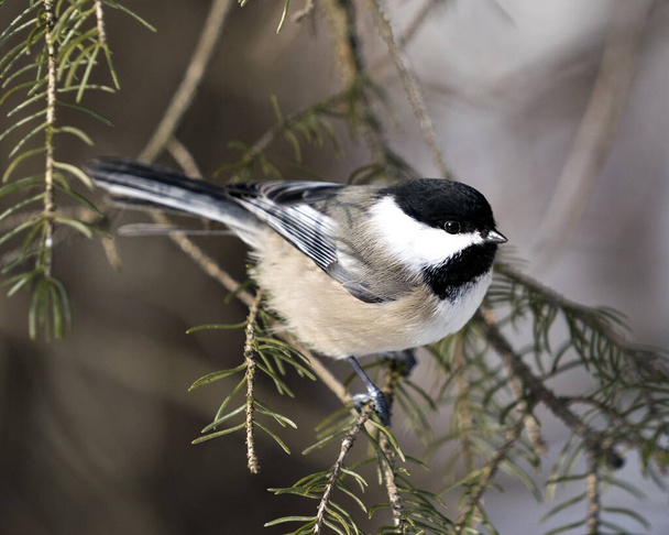 Chickadee close-up profile view on a fir tree branch with a blur background in its environment and habitat, displaying grey feather plumage wings and tail, black cap head. Image. Picture. Portrait. Chickadee Stock Photos. - Valokuva, kuva