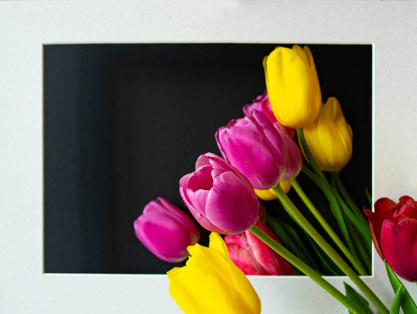 Colorido ramo de hermosas flores frescas de tulipán en marco gris claro sobre fondo negro. Enfoque selectivo. Tarjeta de felicitación. Copiar espacio, plantilla para letras o texto, estilo mínimo. - Foto, Imagen