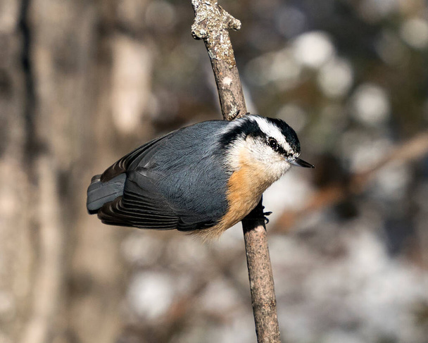 Nuthatch close-up profile view perched on a tree branch in its environment and habitat with a blur background, displaying feather plumage and bird tail.  Image. Picture. Portrait. Nuthatch stock photos.  - Foto, Imagem