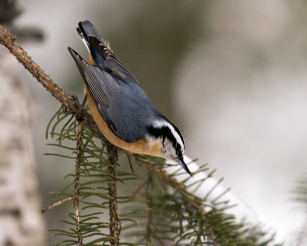 Nuthatch close-up profile view perched on a fir tree branch in its environment and habitat with a blur background, displaying feather plumage and bird tail. Image. Picture. Portrait. Nuthatch Stock Photos.  - Photo, Image