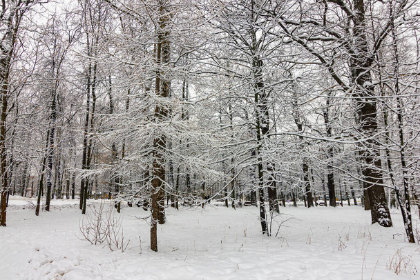 Winter landscape in a park with snow-covered trees  - Fotoğraf, Görsel