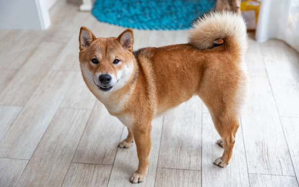Perro hembra Shiba Inu en la habitación. Perro japonés pelirrojo de 10 meses de edad. Una mascota doméstica feliz. - Foto, imagen