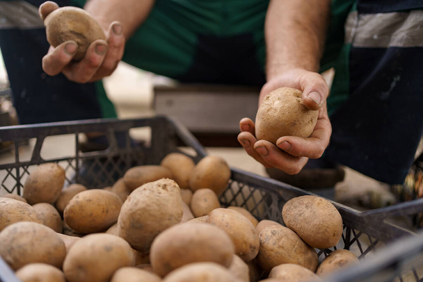 Mani che tengono le patate fresche appena scavate dal terreno - Foto, immagini