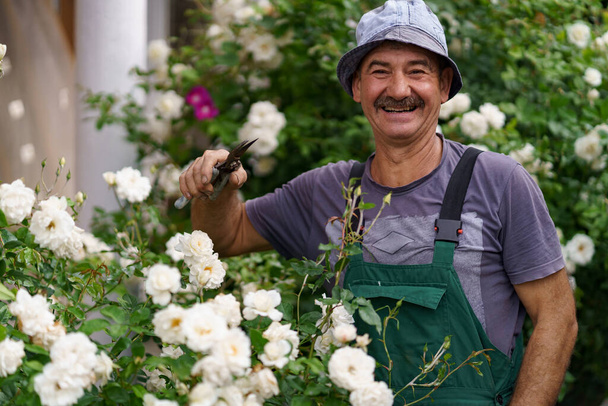 Senior man in de tuin snijden rozen - Foto, afbeelding