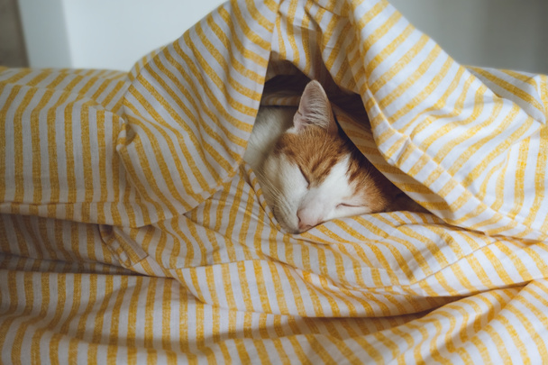 doméstico joven naranja tabby gato durmiendo en cama - Foto, imagen