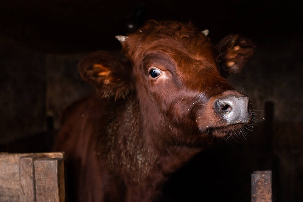red calf with small horns in the pen looks at the camera - Fotografie, Obrázek