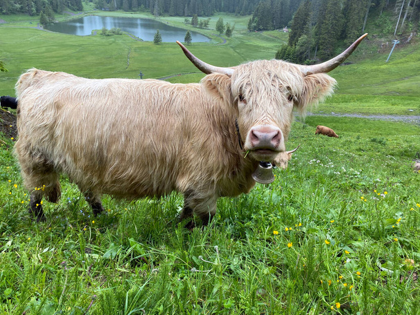 The Highland cow (Hielan coo), Scottish breed Das Schottische Hochlandrind, Highland Cattle or Kyloe on the meadows and pastures of the Swiss Alps, Switzerland (Kanton Schwyz, Schweiz) - Fotografie, Obrázek