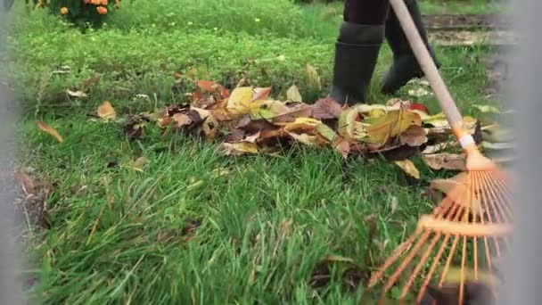Pulizia foglie gialle cadute con un rastrello dal prato in autunno - Filmati, video