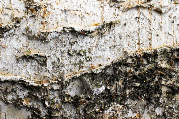 Beyaz huş ağacı kabuğu ve görünür detaylar. arkaplan - Fotoğraf, Görsel