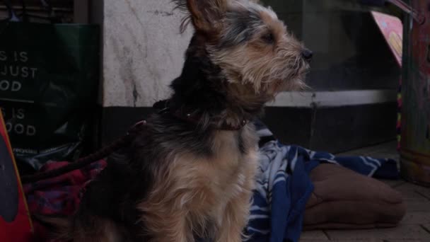 Netter fröhlicher Terrier-Hund sitzt vor einem Geschäft und schaut sich um - Filmmaterial, Video