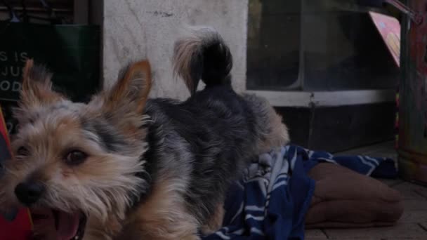 Netter fröhlicher Terrier-Hund, der vor einem Geschäft sitzt und sich dehnt und gähnt - Filmmaterial, Video