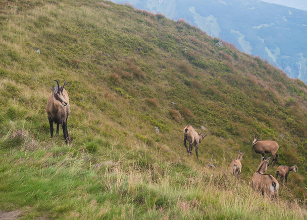 Grupo de Tatra chamois, rupicapra rupicapra tatrica de pie en un prado de montaña de verano en el Parque Nacional Low Tatras en Eslovaquia. Mamífero silvestre en hábitat natural, fotografía de naturaleza. - Foto, imagen