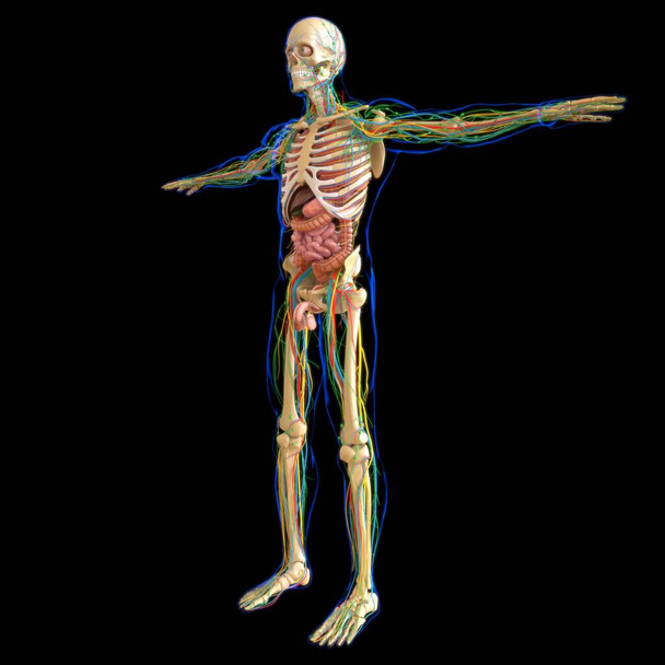 Anatomie humaine pour le concept médical Illustration 3D - Photo, image