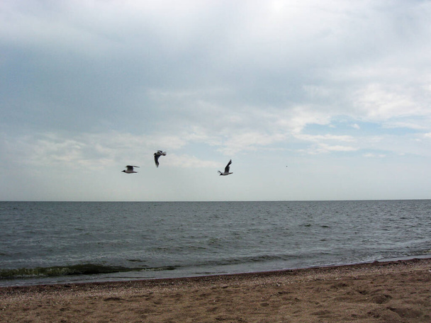 Mewy nad morzem - Zdjęcie, obraz