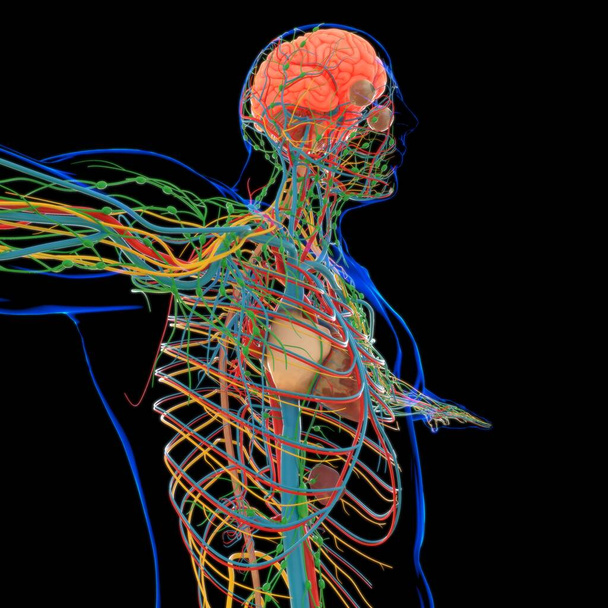 Ανθρώπινη καρδιά με το κυκλοφορικό σύστημα Ανατομία για ιατρική έννοια 3D εικονογράφηση - Φωτογραφία, εικόνα