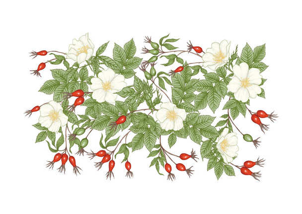 Rose hips with flowers and berries. Clip art, set of elements for design - Vetor, Imagem