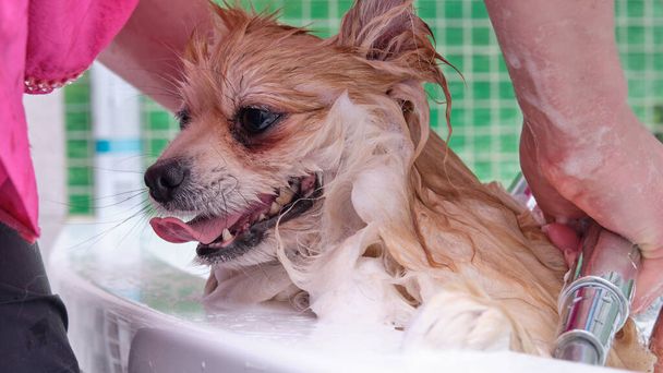 A dog taking a shower with soap and water - Valokuva, kuva
