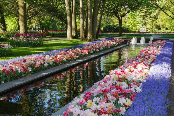 Keukenhof - největší květinová zahrada v Evropě - Holandsko - Fotografie, Obrázek