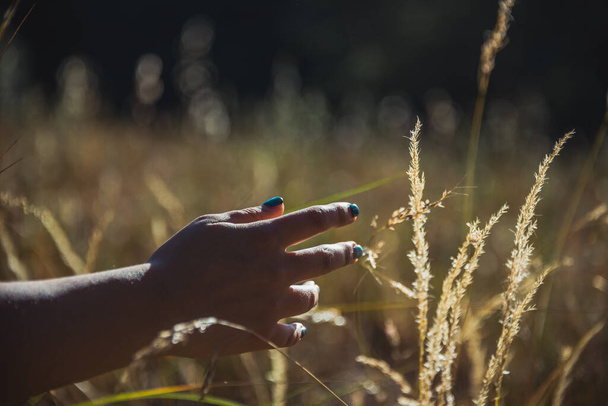 Detail of hands caressing the tall grass at sunset, in the background you can see the forest with trees, branches and grass 2 - Fotoğraf, Görsel