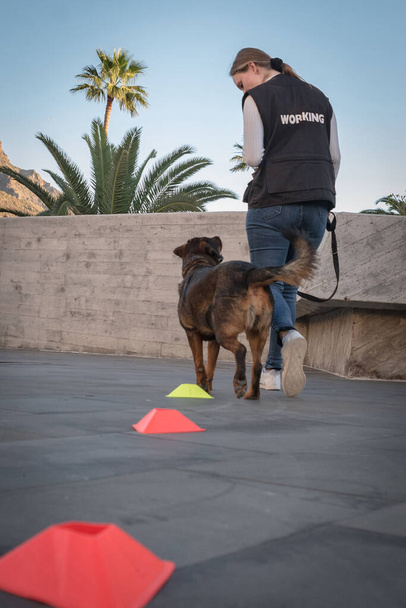 Молодая женщина тренирует свою собаку на открытом воздухе поведение с играми и награда сосредоточиться на собаке  - Фото, изображение