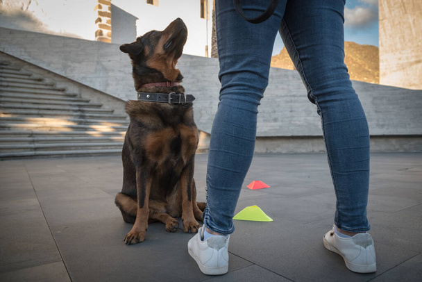 giovane donna allena il suo cane all'aperto comportamento con giochi e ricompensa concentrarsi sul cane  - Foto, immagini