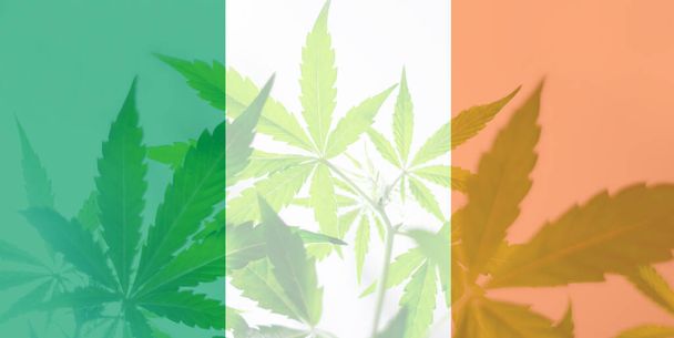 Декриміналізація бур'янів в Ірландії. Узаконення каннабісу в Ірландії. Листок марихуани канабісу на прапорі Ірландії. Медичні коноплі в Ірландії. - Фото, зображення