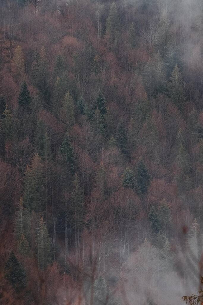 die Magie des Karpatenwaldes - Foto, Bild