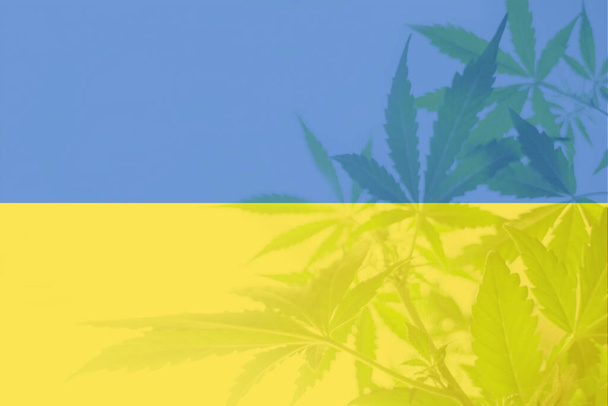 Orvosi kannabisz Ukrajnában. kannabisz marihuána levél Ukrajna zászlóján. A kannabisz legalizáció Ukrajnában. Weed Decriminalization Ukrajnában. - Fotó, kép