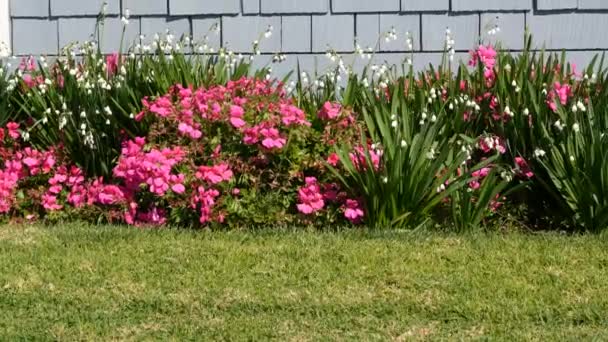Diascia ja lumihiutale kukkia, California USA. Lumikello kukkii hellästi. Kotipuutarhanhoito, amerikkalainen koriste huonekasvi, luonnollinen kasvitieteellinen ilmapiiri. Vihreä nurmikko ja talon puinen seinä - Materiaali, video